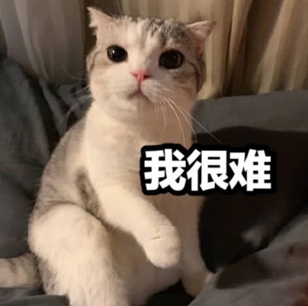 猫咪我太难了表情包图片