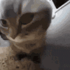 萌宠 猫咪 撞 呆萌 可爱