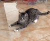 萌宠 猫咪 害怕 呆萌 可爱