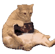 萌宠 猫咪 开心 呆萌 可爱