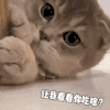 萌宠 猫咪 你吃啥 呆萌 可爱