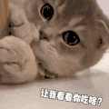 萌宠 猫咪 你吃啥 呆萌 可爱