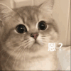 萌宠 猫咪 嗯 呆萌 可爱