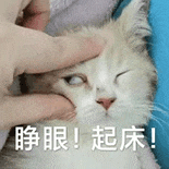 萌寵 貓咪 睜眼起床 呆萌 可愛