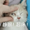 萌宠 猫咪 睁眼起床 呆萌 可爱