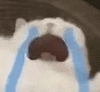 萌宠 猫咪 哭了 呆萌 可爱