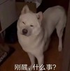 萌宠 狗狗 刚醒 什么事 搞怪 逗
