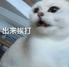 萌宠 猫星人 出来挨打 生气 搞怪 呆萌