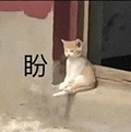 萌宠 猫咪 盼 呆萌 可爱