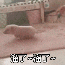 小猪跑的动态图片图片