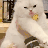 萌宠 猫咪 想吃 呆萌 可爱