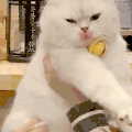 萌宠 猫咪 想吃 呆萌 可爱