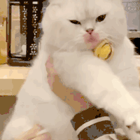 萌宠 猫咪 想吃 呆萌 可爱
