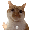 萌宠 猫咪 不要 呆萌 可爱