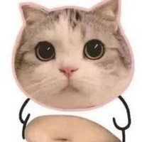 猫咪 可爱 大肚子猫咪 日常