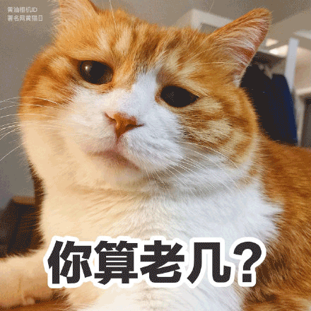 猫咪