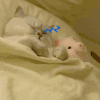 萌宠 猫咪 睡觉 呆萌 可爱
