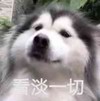 萌宠 汪星人 看淡一切 嫌弃 搞怪 呆萌