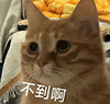 萌宠 猫咪 不到啊 呆萌 可爱