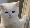 萌宠 猫咪 哭 呆萌 可爱