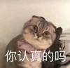 萌宠 猫星人 你认真的吗 好奇 呆萌 可爱