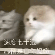 沙雕猫