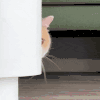 萌宠 猫咪 偷看 呆萌 可爱
