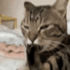 萌宠 猫咪 吃 呆萌 可爱
