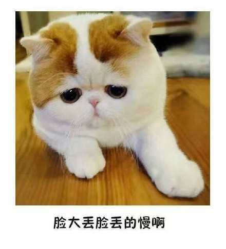 脸大猫咪猫丢脸丢的慢搞怪gif动图