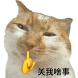 萌寵 貓咪 關(guān)我啥事 呆萌 可愛