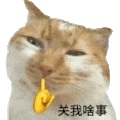 萌宠 猫咪 关我啥事 呆萌 可爱