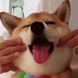 萌宠 狗狗 开心 呆萌 可爱