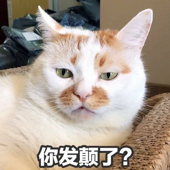 萌宠 猫星人 你发颠了 好奇 呆萌 可爱