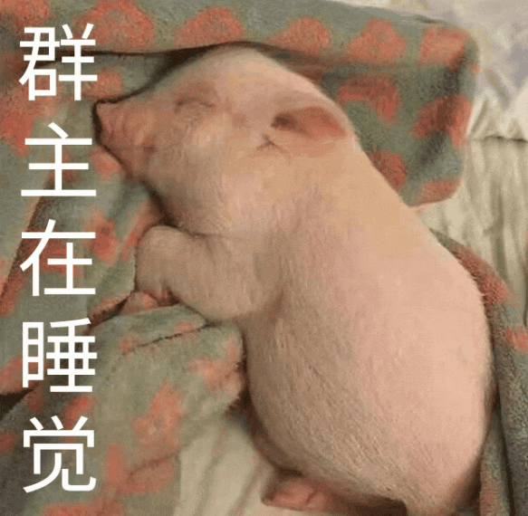 群主在睡觉 猪猪 沙雕 可爱
