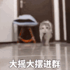 萌宠 猫咪 进群 呆萌 可爱