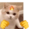猫猫狗狗 打拳 魔性 沙雕 搞笑 逗