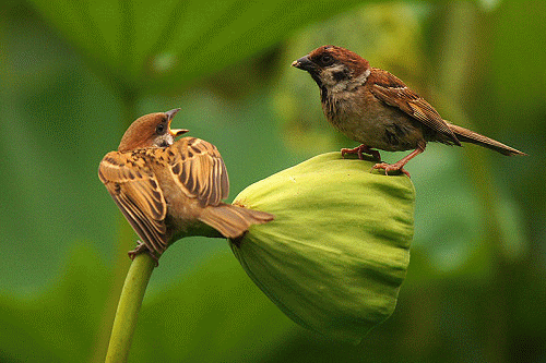 动态动物抠图素材小鸟图片