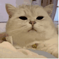 萌宠 猫咪 无辜 呆萌 可爱