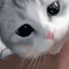 萌宠 猫咪 看 呆萌 可爱