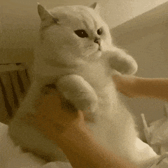 萌宠 猫咪 抱 呆萌 可爱