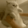 萌宠 猫咪 抱 呆萌 可爱