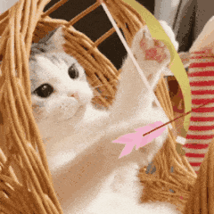 萌宠 猫咪 射箭 呆萌 可爱