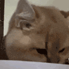 萌宠 猫咪 吃惊 呆萌 可爱