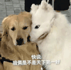 萌宠 狗狗 快说咱俩是不是天下第一好 呆萌 可爱