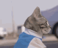 萌宠 猫咪 好奇 呆萌 可爱