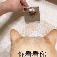 萌宠 猫咪 你看看你 呆萌 可爱