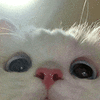 萌宠 猫咪 看 呆萌 可爱