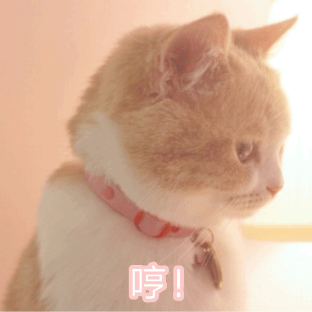 萌宠 猫咪 哼 呆萌 可爱