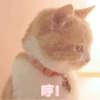 萌宠 猫咪 哼 呆萌 可爱