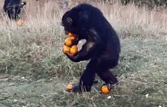 大猩猩吃东西表情包图片